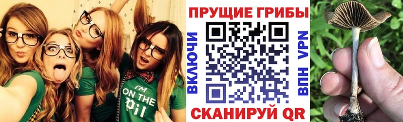 Галлюциногенные грибы Cubensis Губаха